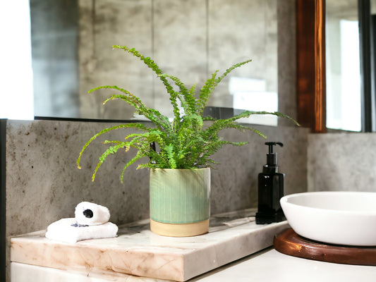 Boston Fern guide