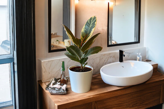 Rubber Plant guide