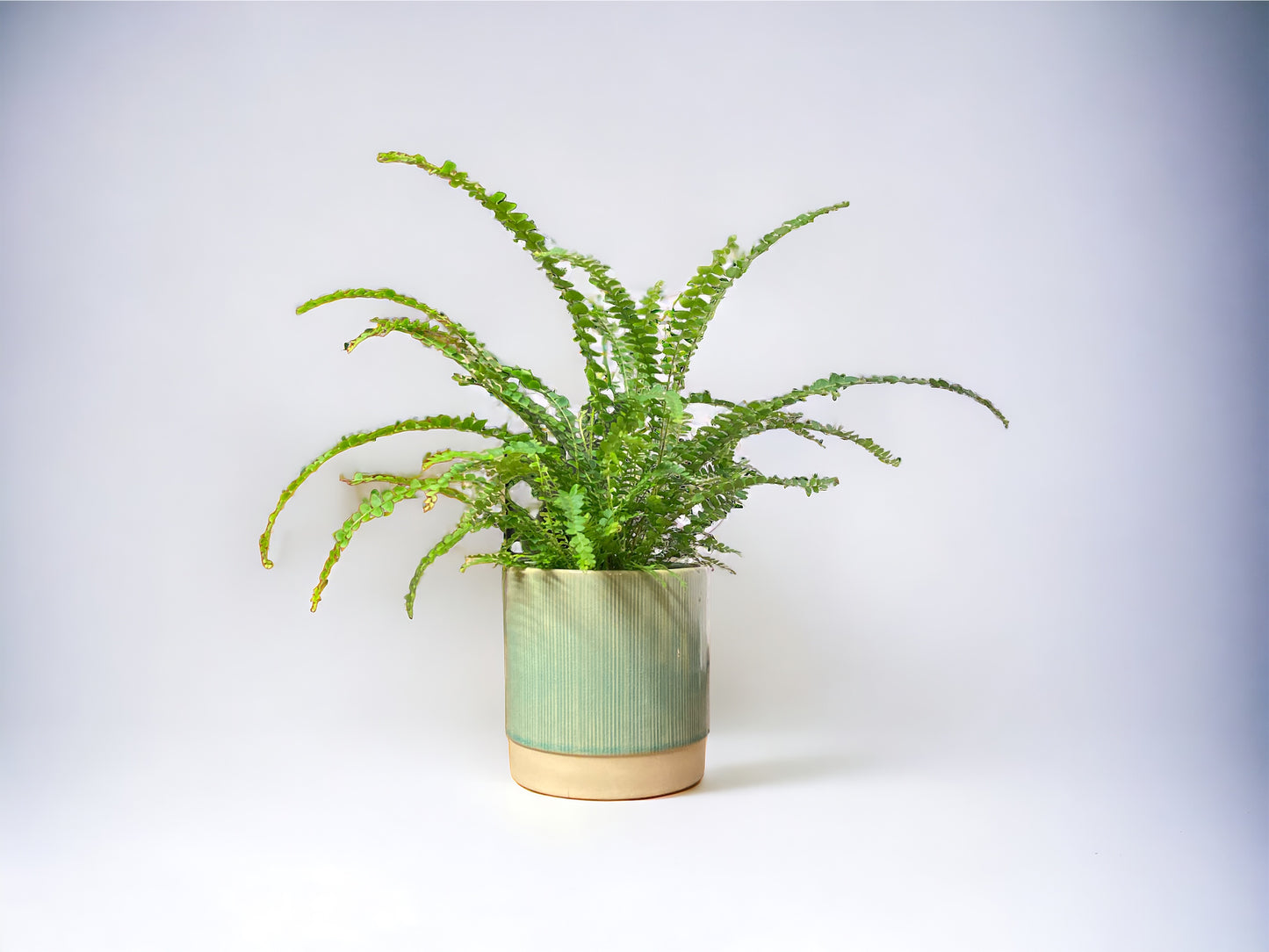 Boston Fern