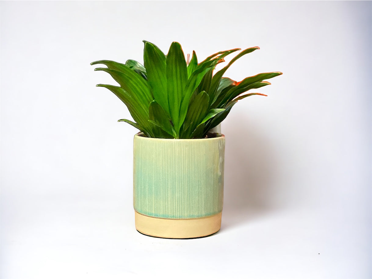 Dracaena Fragrans 'Compacta'