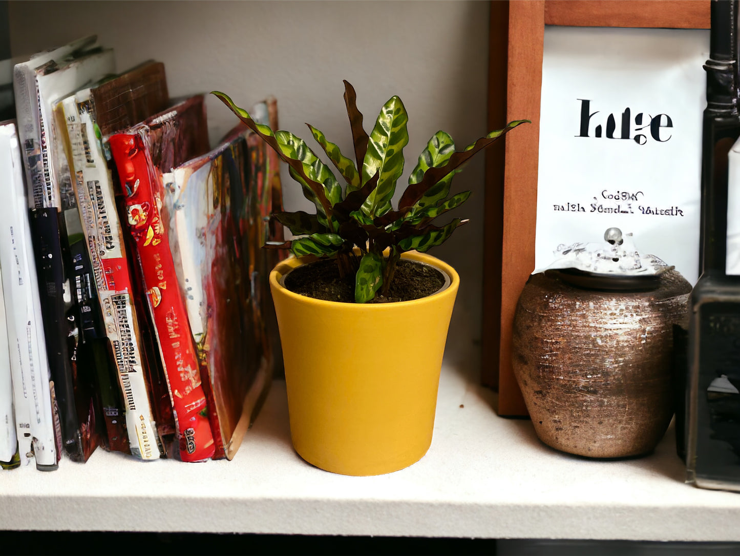 Rattlesnake Plant