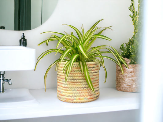 Spider Plant guide