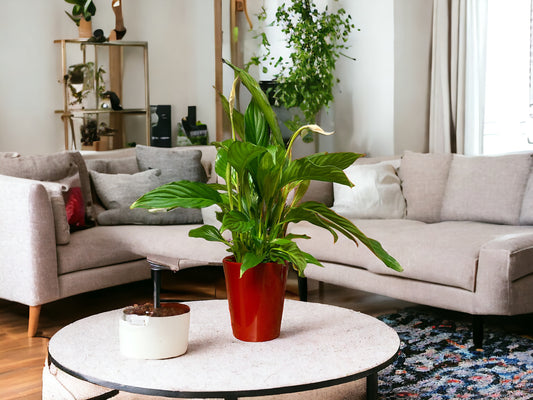 Peace Lily guide