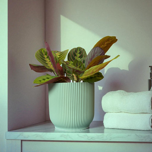 Red Stripe Prayer Plant