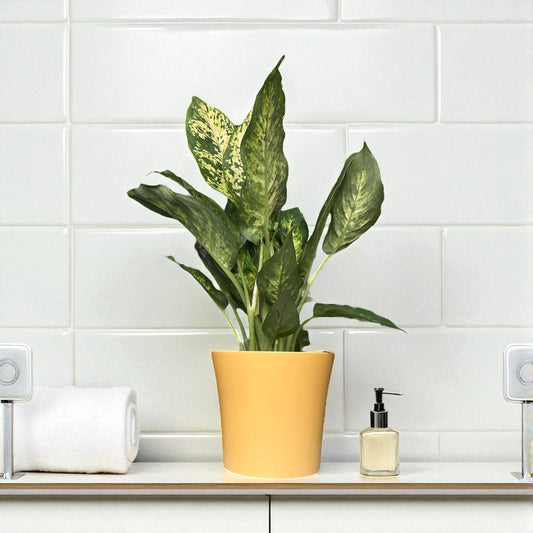 Dumb Cane