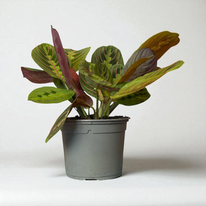 Red Stripe Prayer Plant