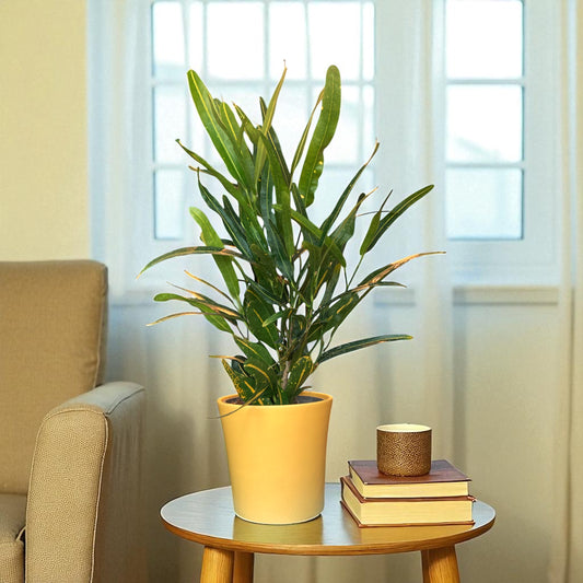 Banana Croton