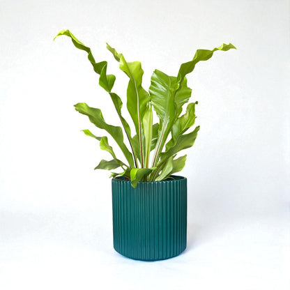Bird's Nest Fern
