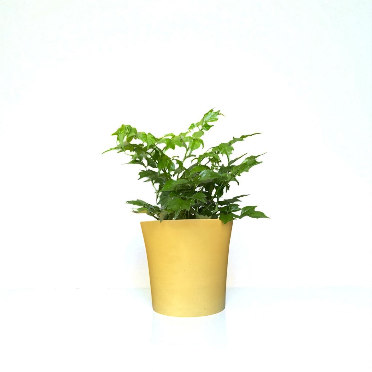 China Doll Plant