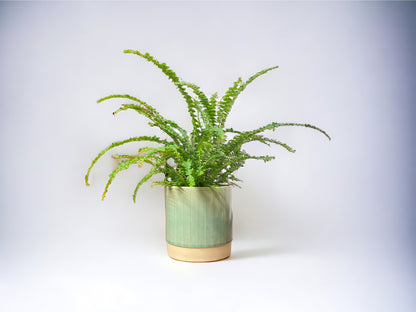 Boston Fern
