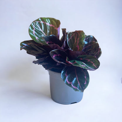 Calathea Roseopicta Dottie