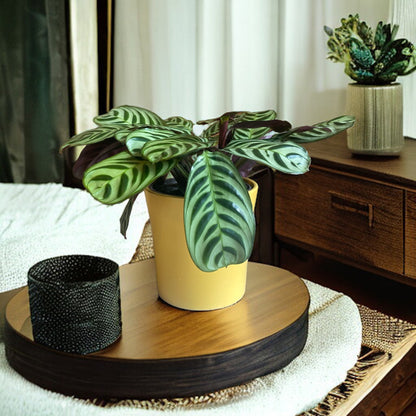 Calathea Burle Marxii