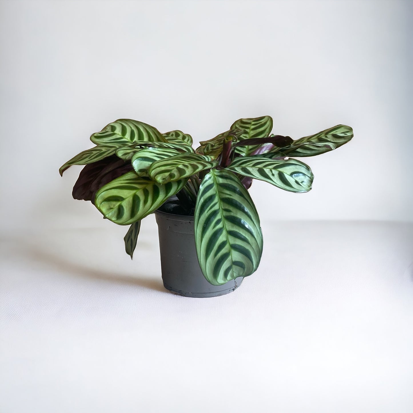 Calathea Burle Marxii