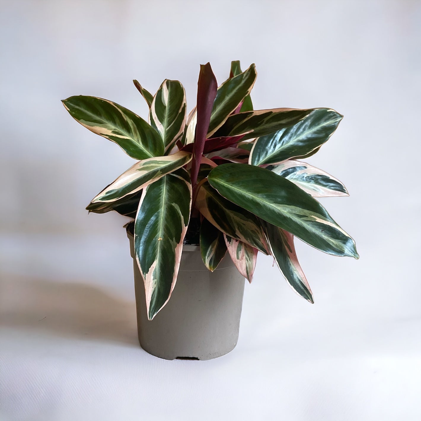 Calathea Triostar