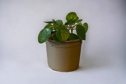 Chinese Money Plant