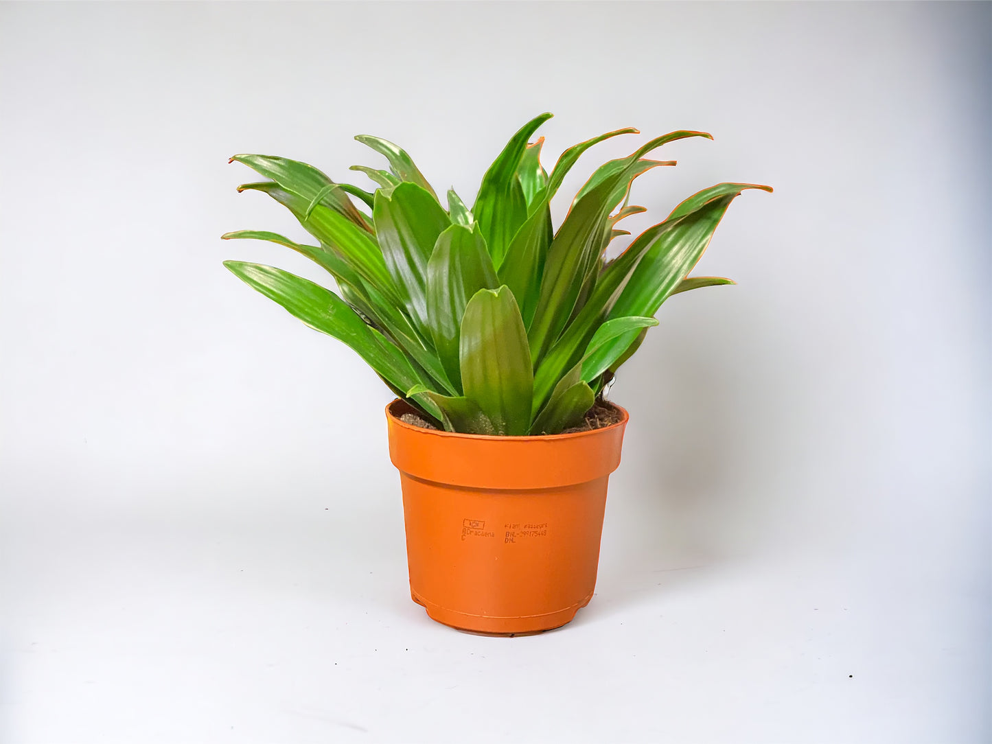 Dracaena Fragrans 'Compacta'