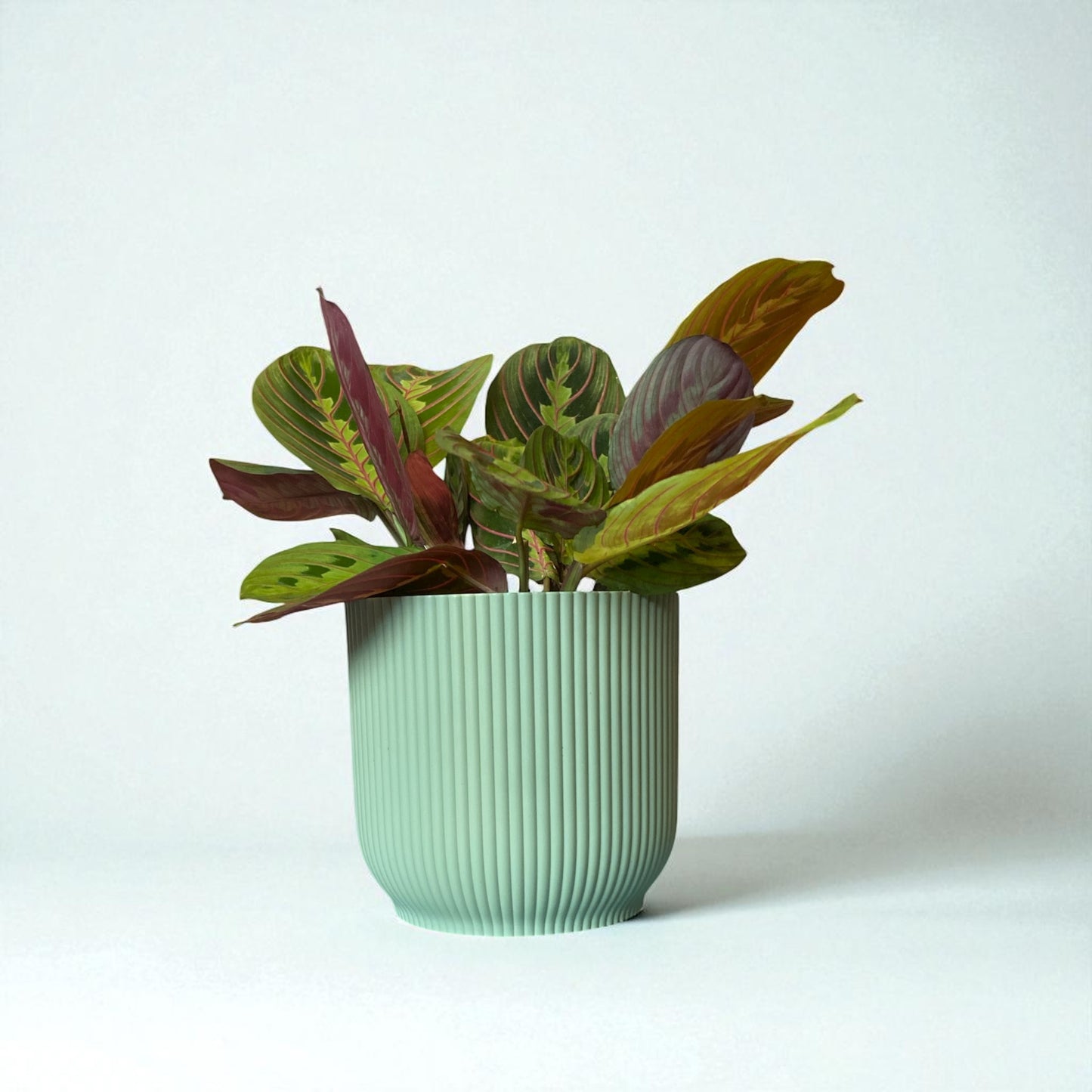 Red Stripe Prayer Plant