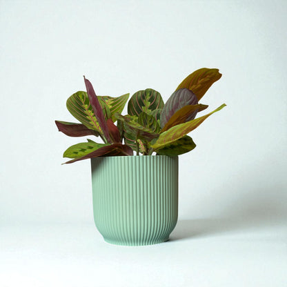 Red Stripe Prayer Plant