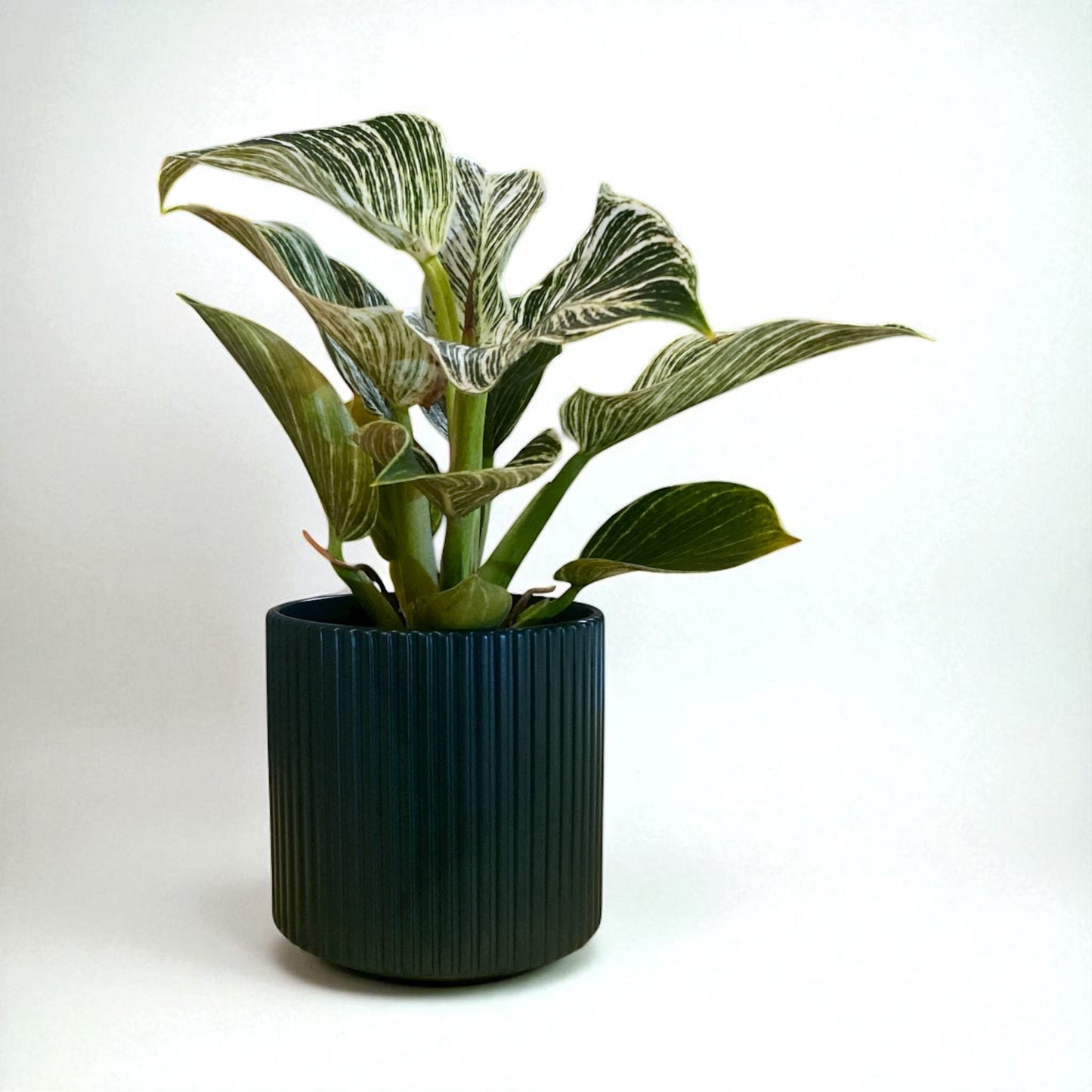 Birkin Philodendron