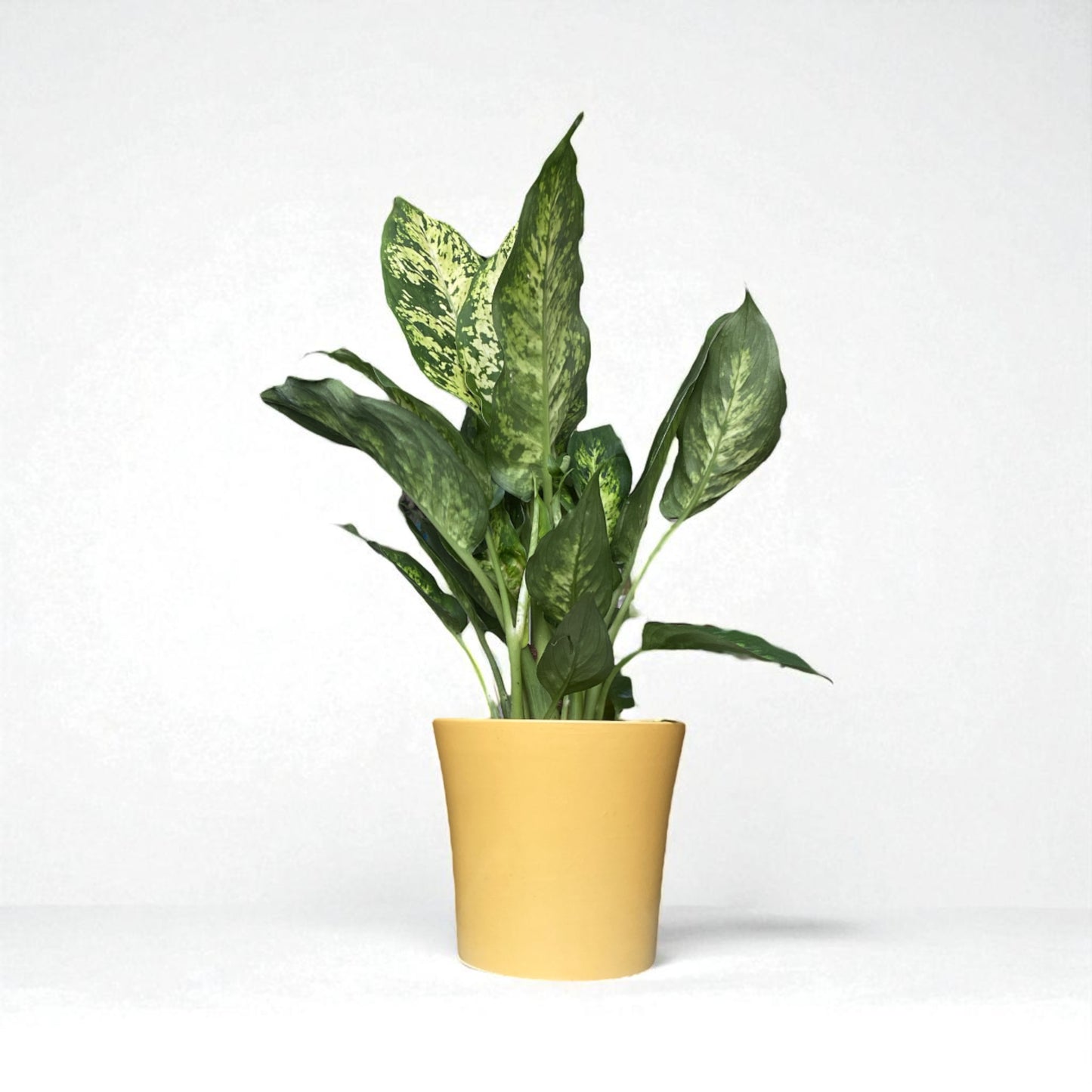 Dumb Cane