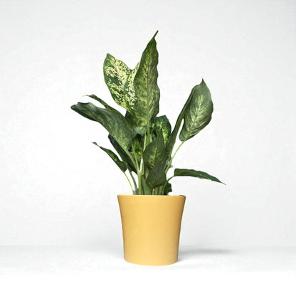 Dumb Cane