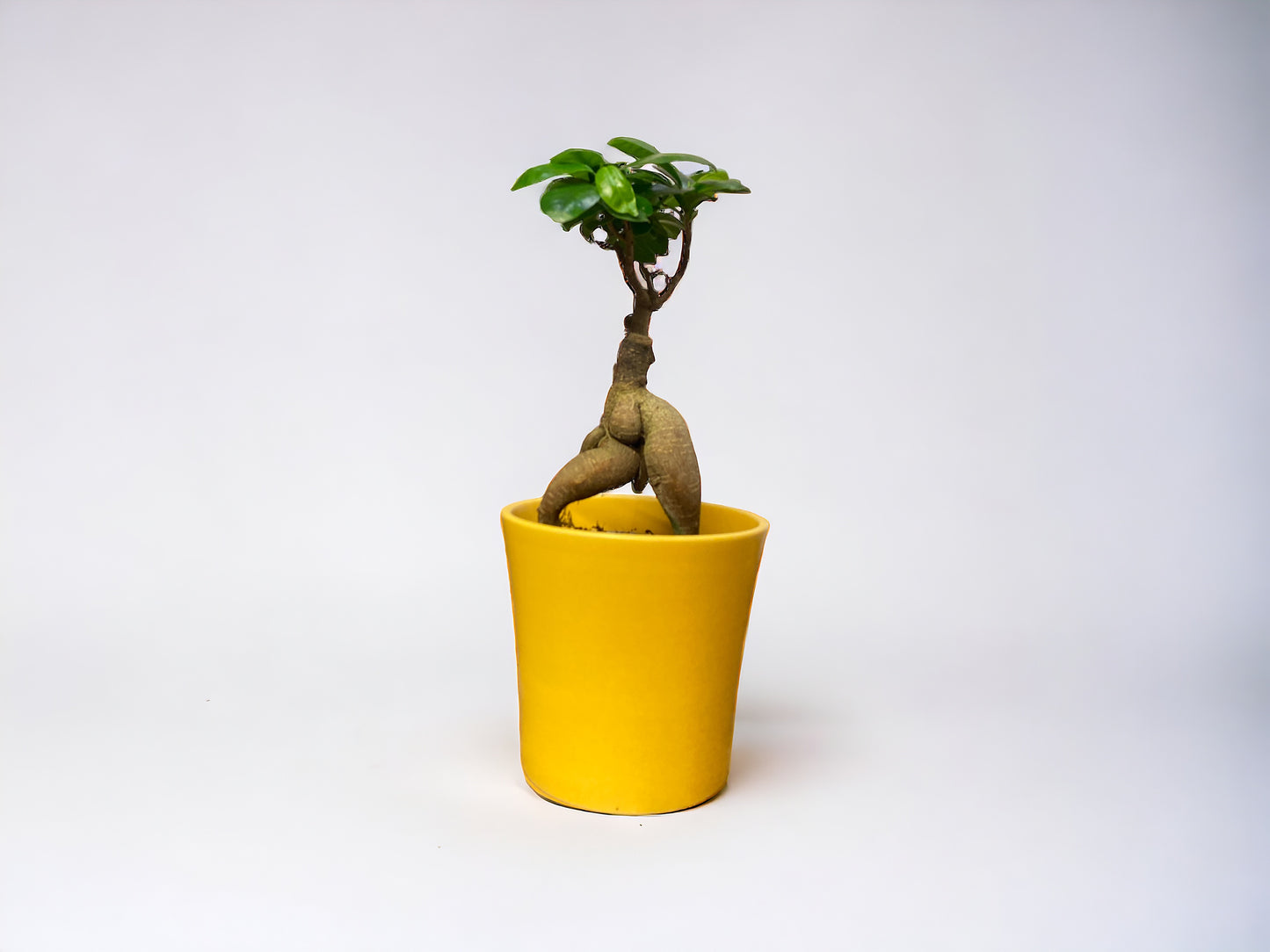 Ficus Ginseng