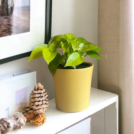 Golden Queen Pothos