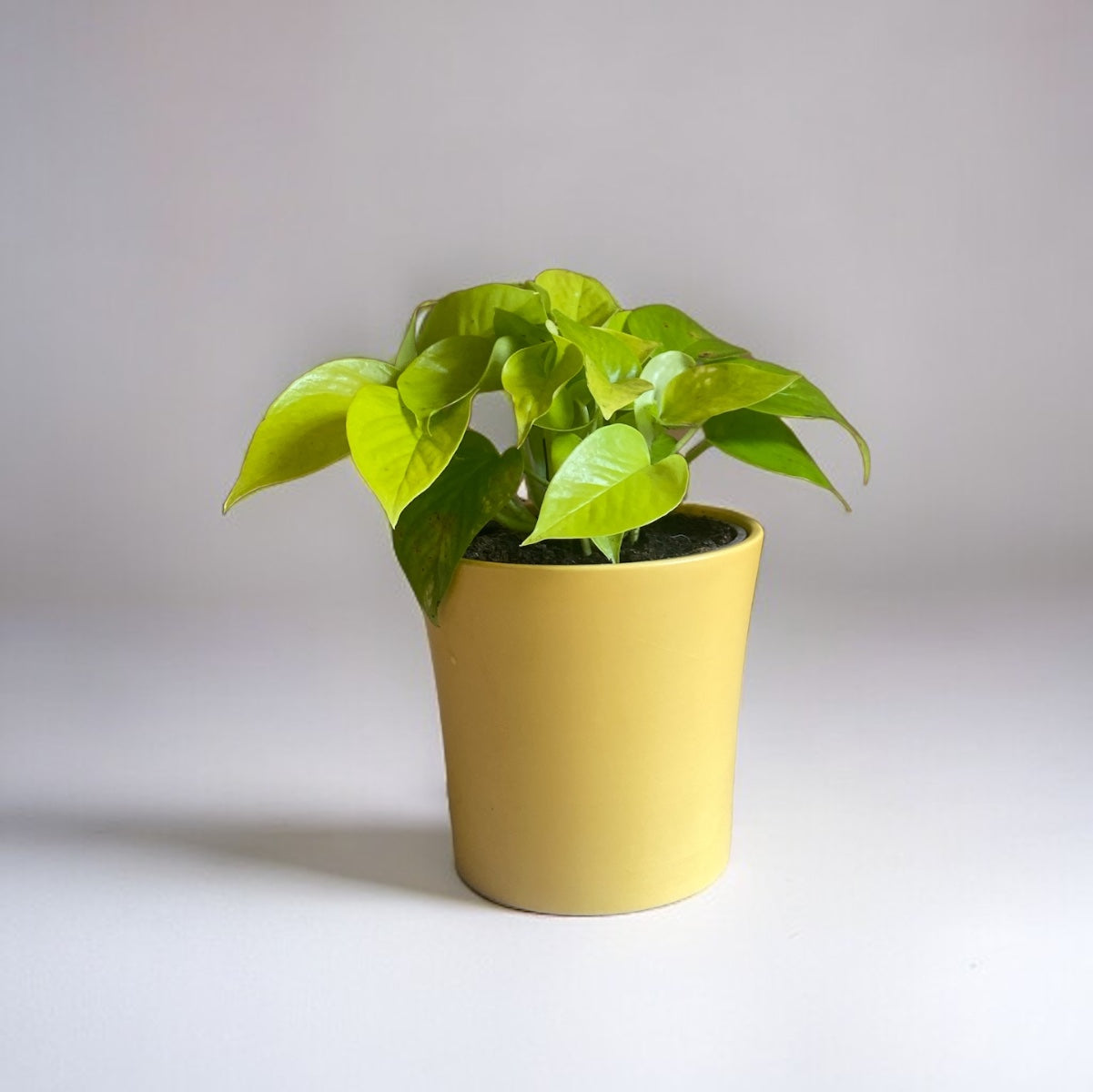 Golden Queen Pothos