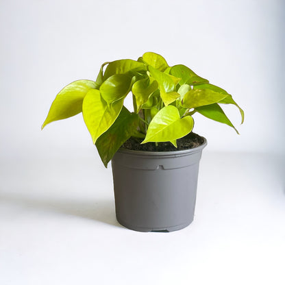 Golden Queen Pothos