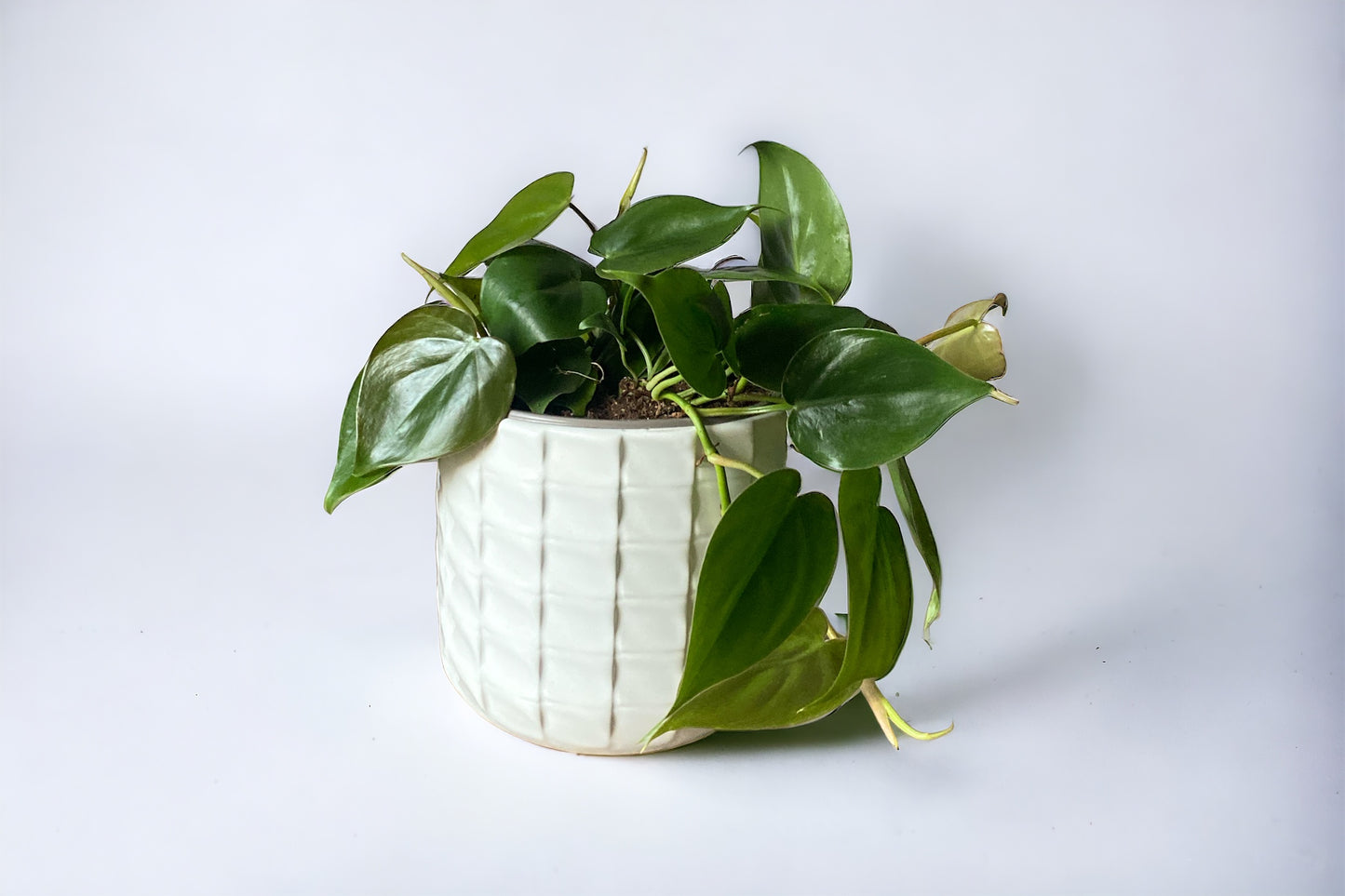 Heartleaf Philodendron