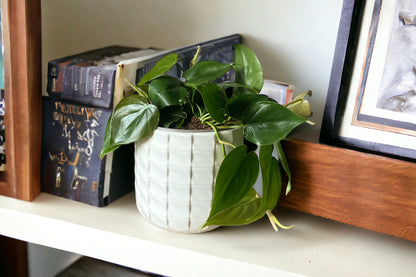 Heartleaf Philodendron