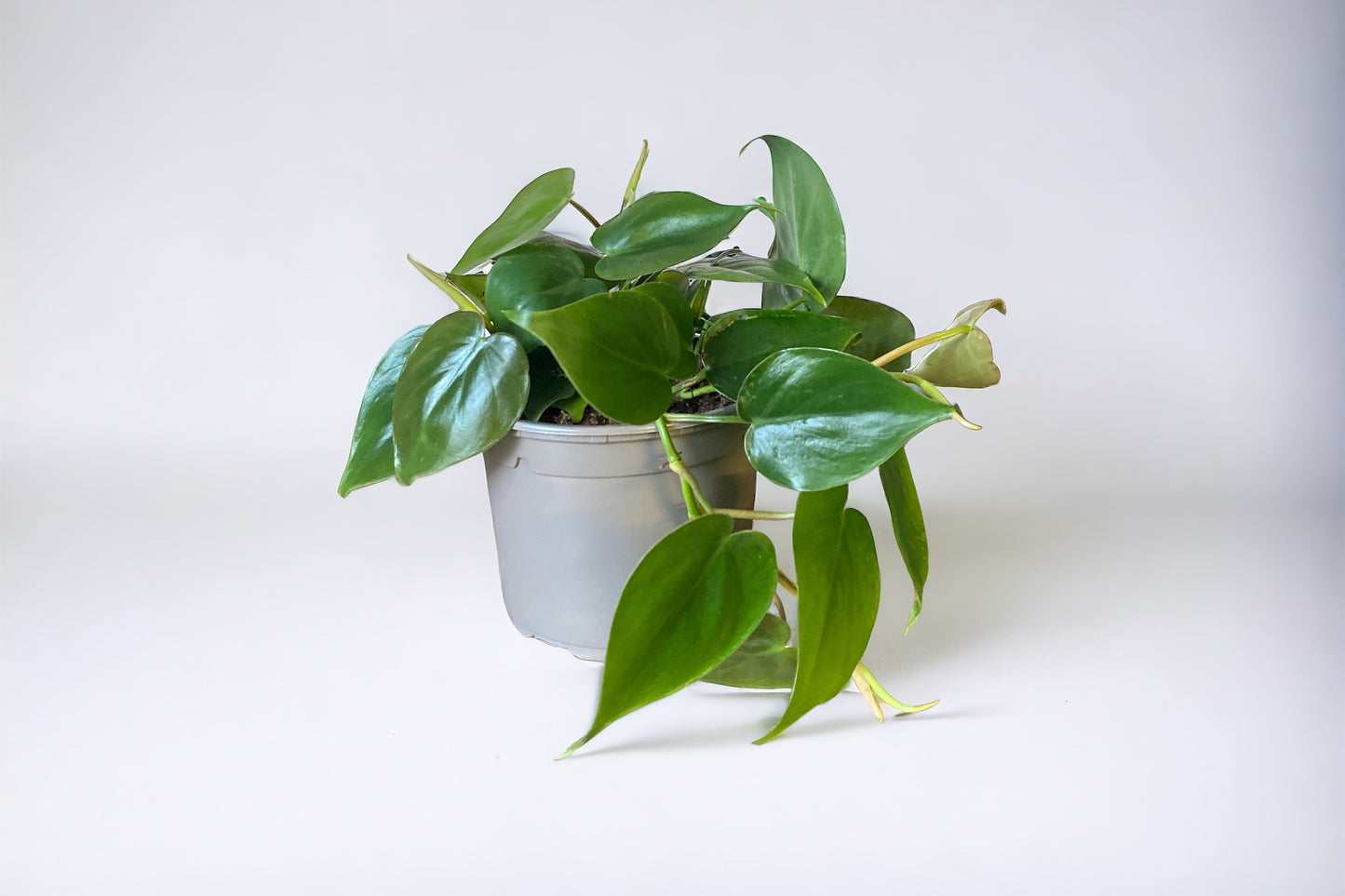 Heartleaf Philodendron