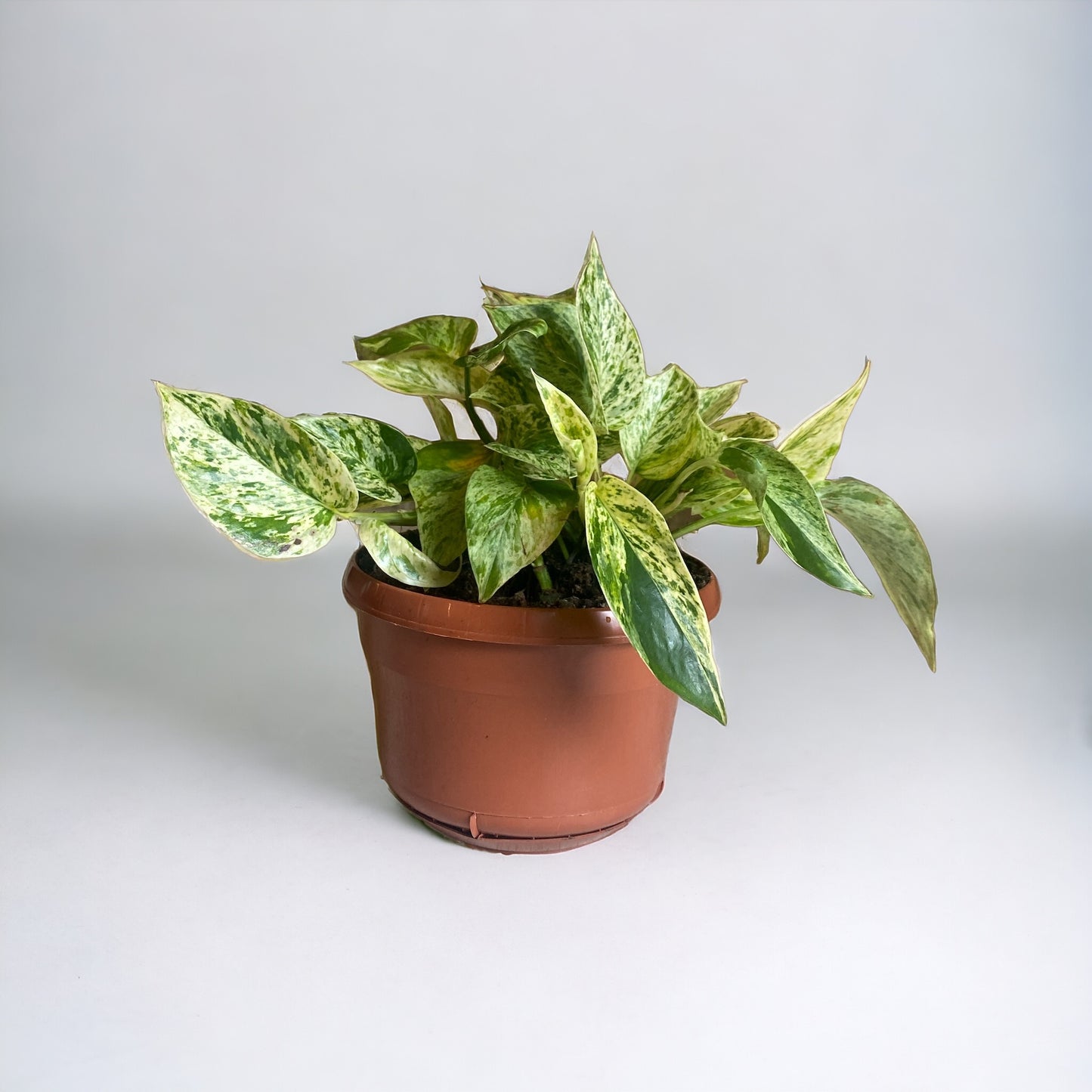 Marble Queen Pothos