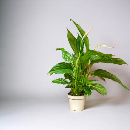 Peace Lily