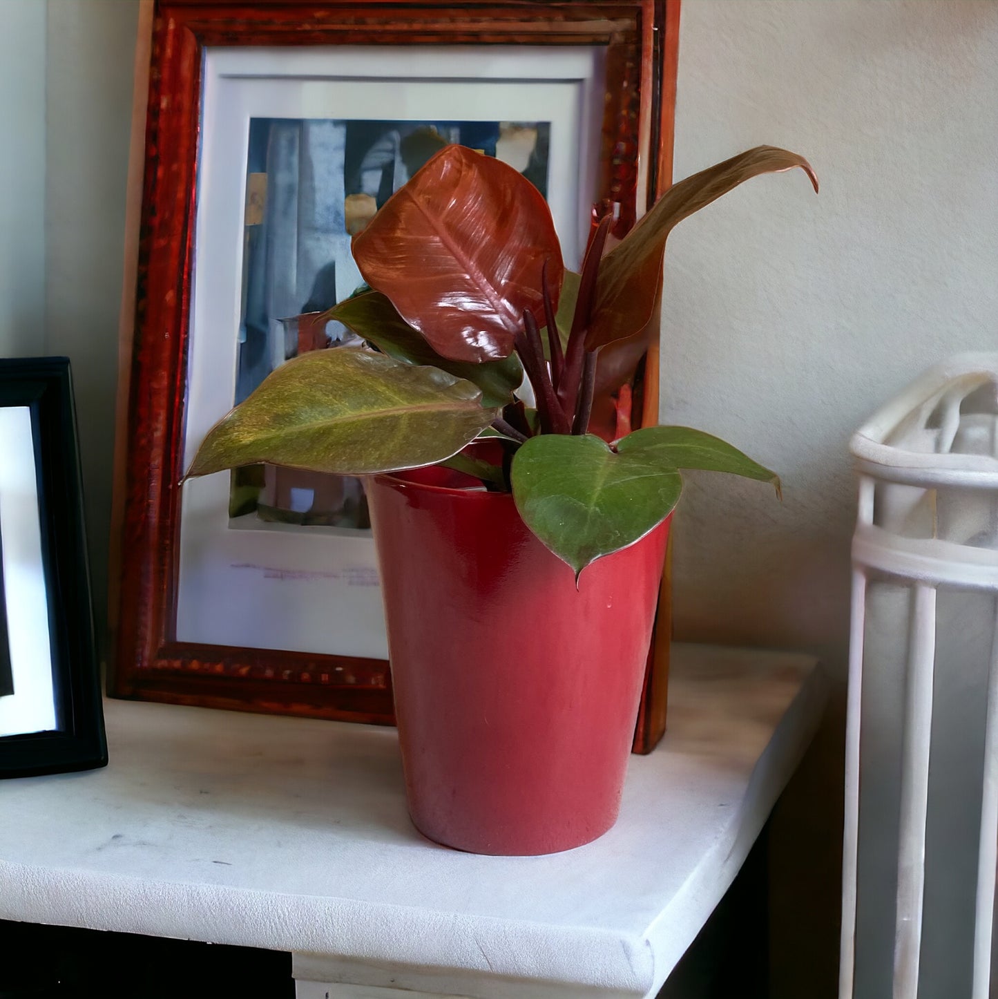 Philodendron Red Cherry