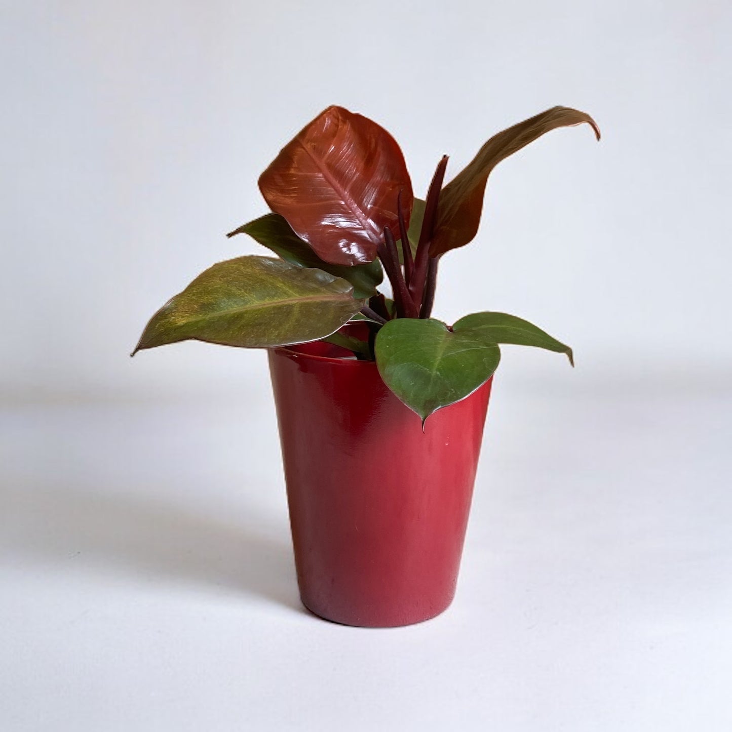 Philodendron Red Cherry