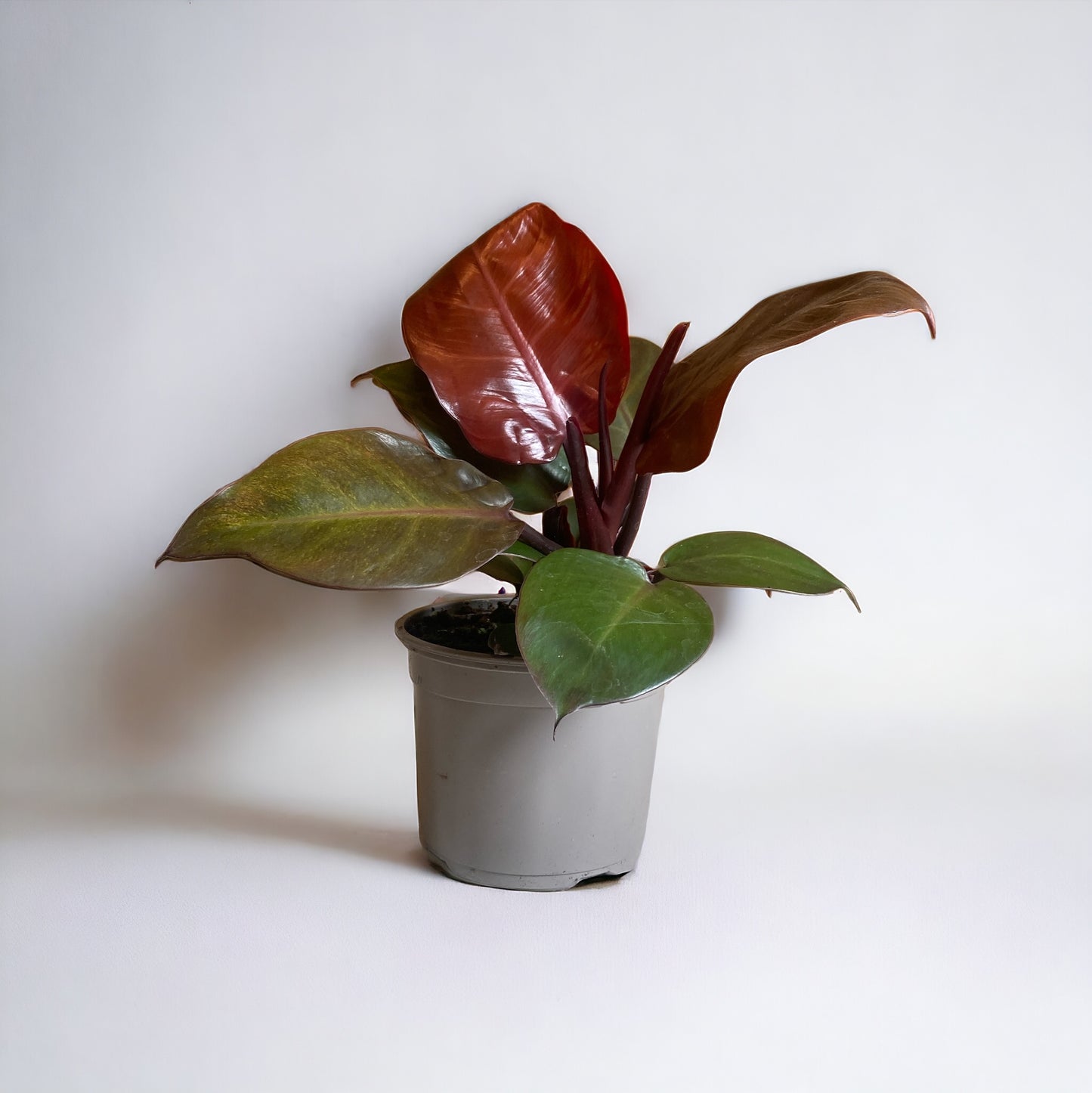 Philodendron Red Cherry