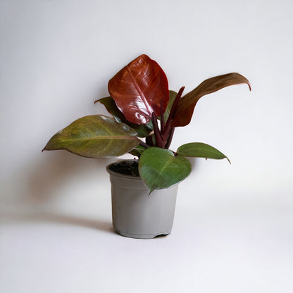 Philodendron Red Cherry