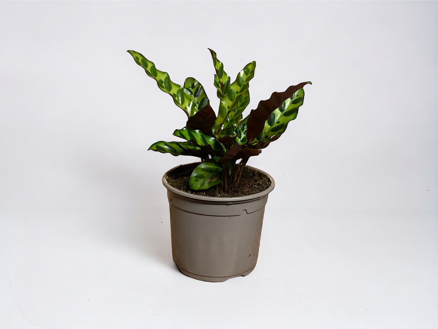 Rattlesnake Plant