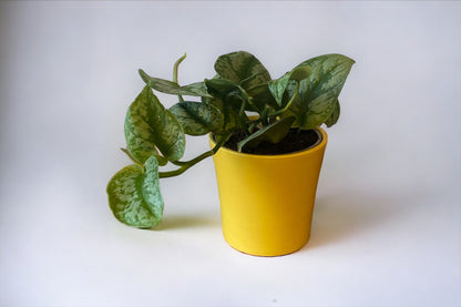 Satin Pothos