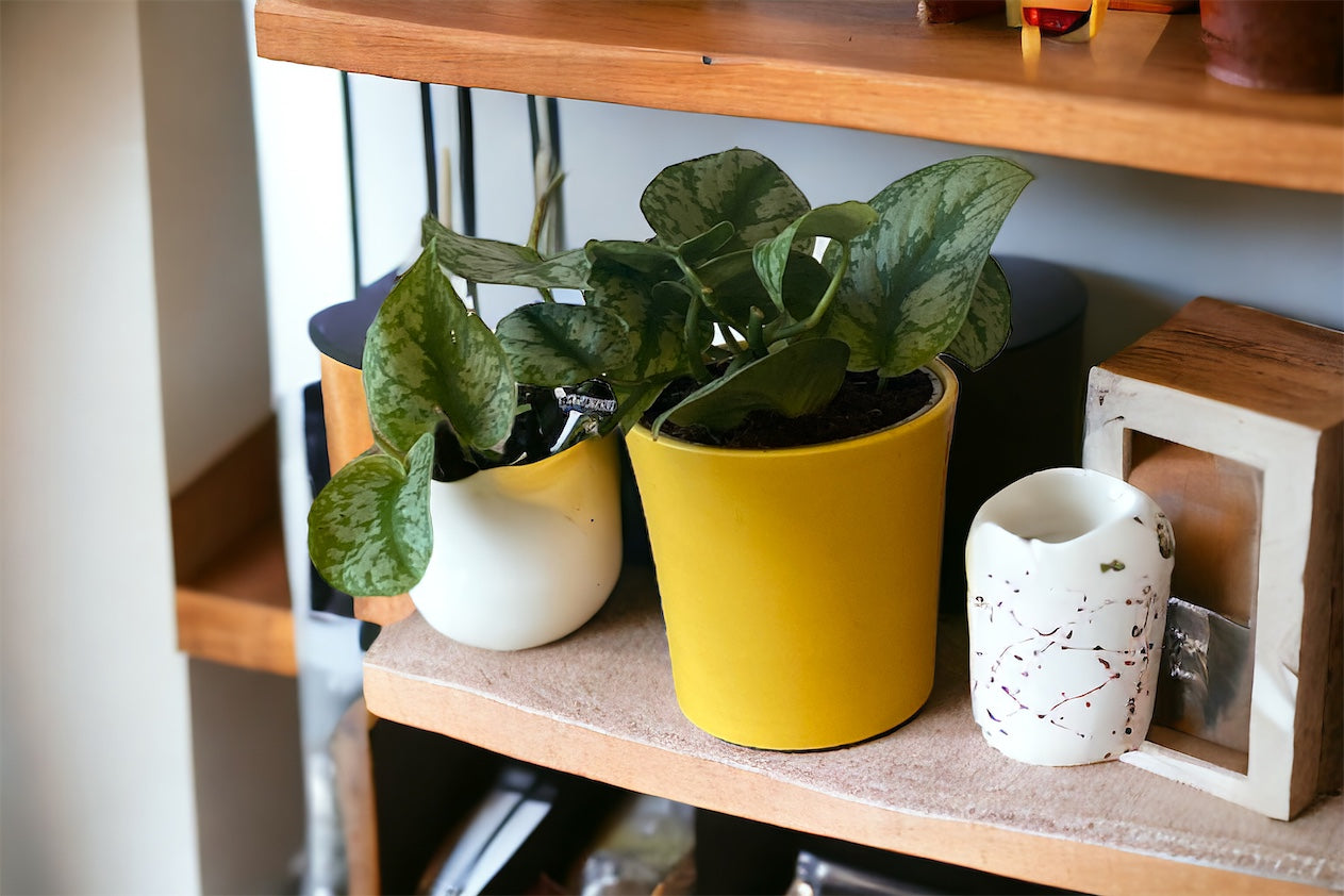 Satin Pothos