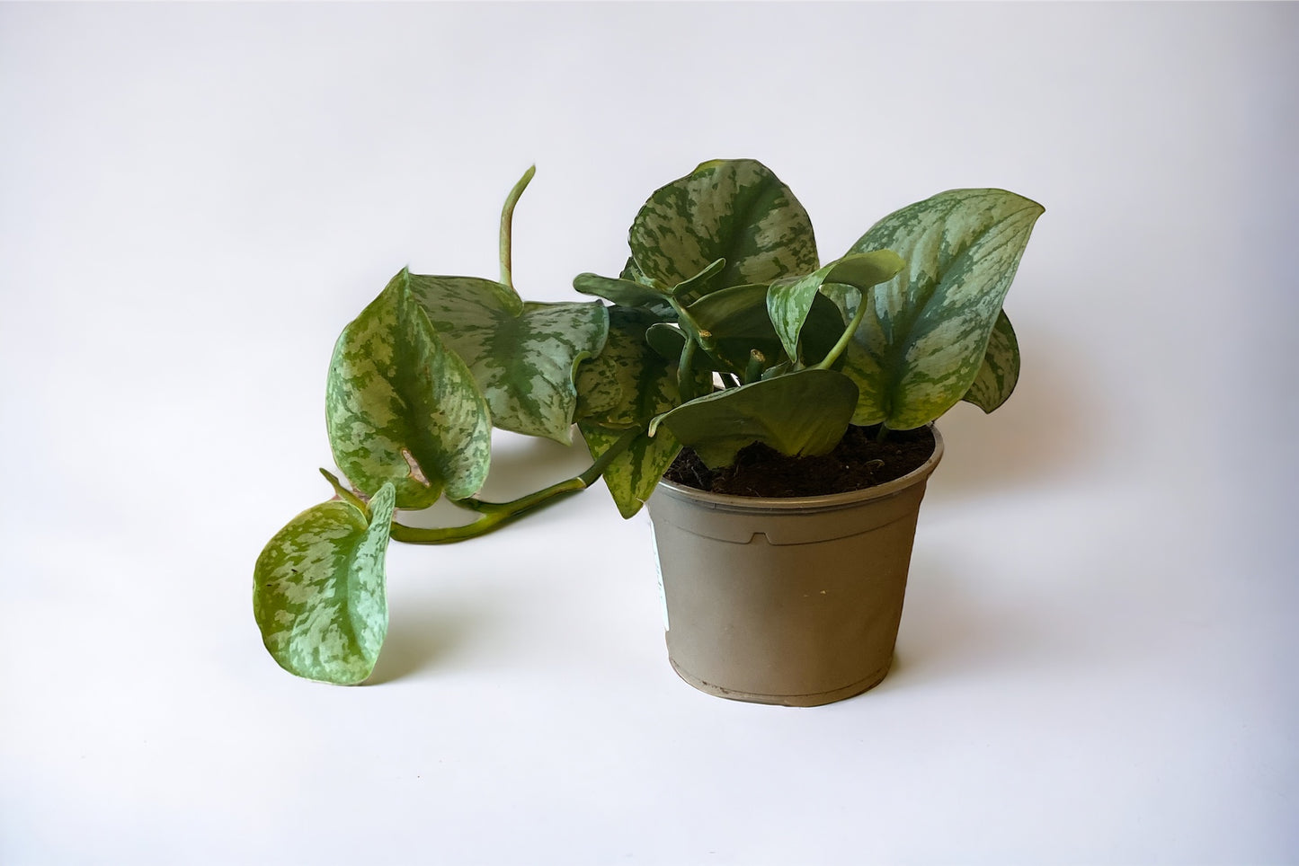 Satin Pothos