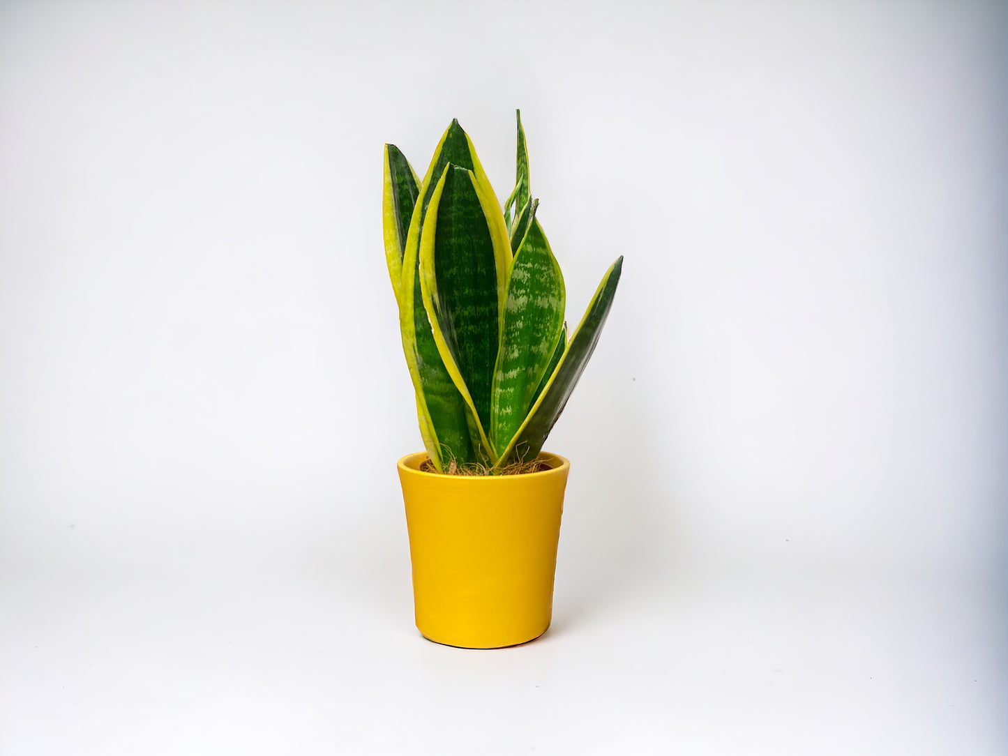 Snake Plant