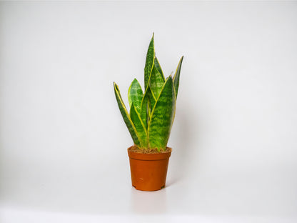 Snake Plant