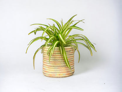 Spider Plant