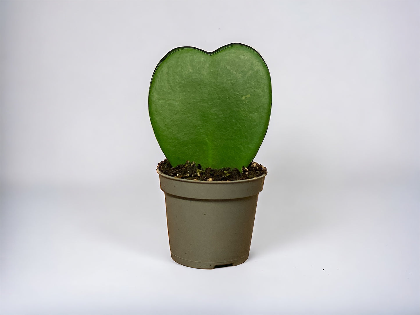 Sweetheart Plant