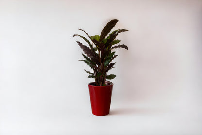 Velvet Calathea