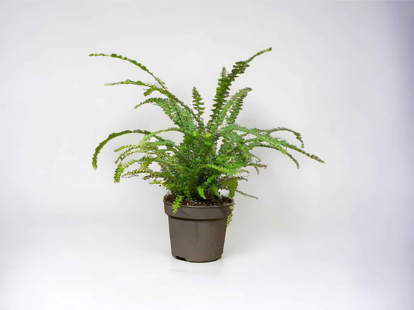 Boston Fern