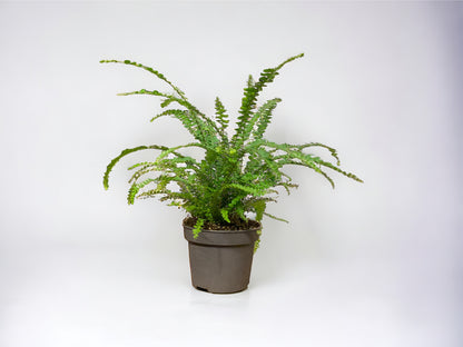 Boston Fern