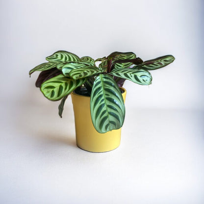 Calathea Burle Marxii